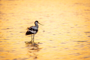 Water bird pied avocet, Recurvirostra avosetta, standing in the water in orange sunset light. The pied avocet is a large black and white wader with long, upturned beak