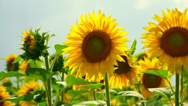 sunflowers on field on a sunny day Selective focus. Flowers under blue sky. Sunflower oil production. Landscape nature background. Place for text. Sunflower cultivation at sunrise. Beautiful of bloom