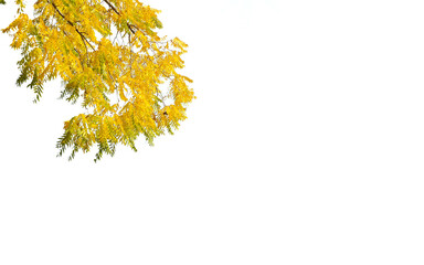 Acacia branches with yellow autumn leaves isolated on white, copy space, ideal for greeting cards and banner