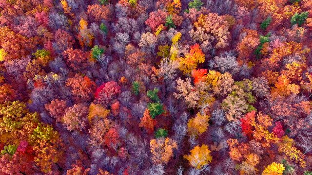 Exceptional autumn forest colors, aerial view looking straight down treetops. You'll seldom find a better mix of Fall colors, yellows, blues, oranges, reds, magentas and purples in one shot.
