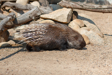 Indian porcupine, Hystrix indica. Photo of a porcupine in its natural environment.