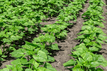 rows of young, green, powerful sunflowers, clean from diseases, weeds, and insects, against the sky