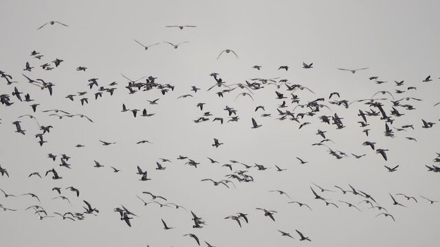 A flock of barnacle geese (Branta leucopsis) flies around in terror
