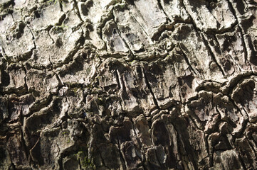 Tree texture with very deep marks