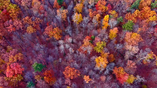 Exceptional autumn forest colors, aerial view looking straight down treetops. You'll seldom find a better mix of Fall colors, yellows, blues, oranges, reds, magentas and purples in one shot.
