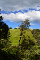 landscape with trees and clouds