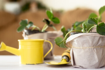 Organic gardening in agriculture. Green young leaves on sprouts of strawberry grown by farmer in pots, for transplanting into fertile soil or black soil on soil in greenhouse or in garden bed on farm