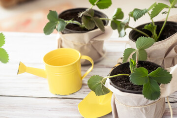 Planting strawberries for vegetable gardening on an organic farm in spring. Sprouts of young bushes of berries grow on the ground in flower pots.