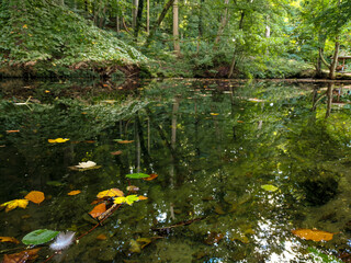 Leaves floating on the water surface of green lake. Bird feather and colorful fall leaves on the emerald green water surface