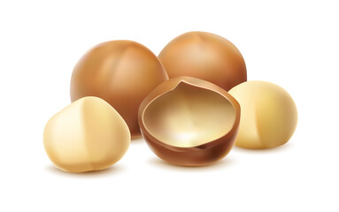 3d realistic vector icon. Macadamia nut with or without shell. Isolated on white background.