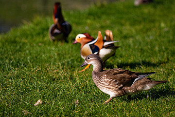 female and Male  mandarin duck on the meadow