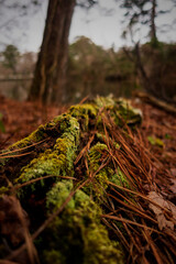 Moss growing on a fallen pine log