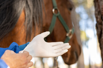 close-up of a veterinarian putting on gloves to vaccinate and treat the horse, horse on background