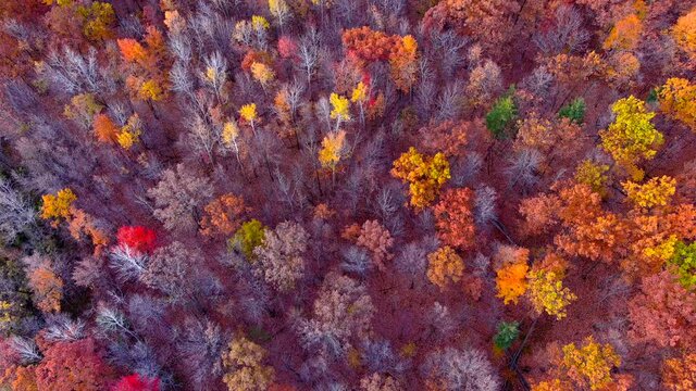 Exceptional autumn forest colors, aerial view looking straight down treetops. You'll seldom find a better mix of Fall colors, yellows, blues, oranges, reds, magentas and purples in one shot.
