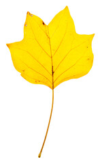 Autumn leaf isolated on white background