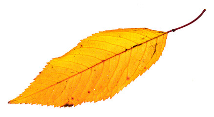 Autumn leaf isolated on white background
