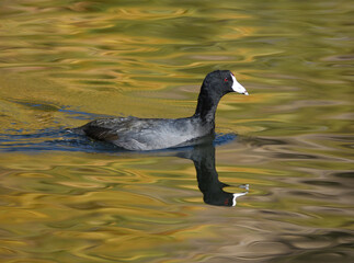 old coot swimming