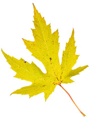 Autumn maple leaf isolated on white background