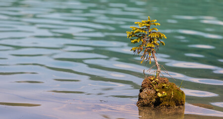 A small tree grows against the odds setting roots up alone in the middle of a lake. Small spruce...