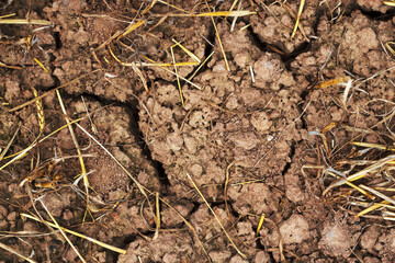 dry soil in the filed after wheat harvesting