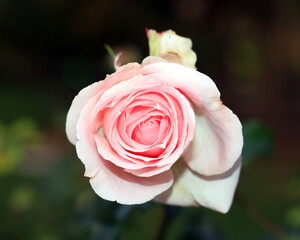 Close-up of the center of a rose