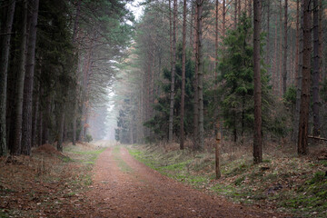 Obraz premium Road in the woods. 