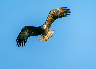 Bald Eagle Soaring