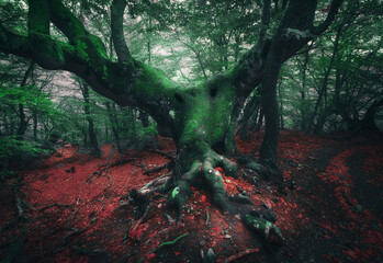 Spooky tree. Mystical dark forest in fog