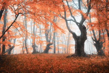 Selbstklebende Fototapeten Amazing scene with autumn trees in fog © den-belitsky