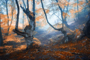  Mystiek herfstbos in mist in de ochtend. Oude Boom © den-belitsky