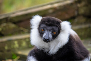 Naklejka premium Closeup of an adult black and white ruffed lemur, varecia variegata. This critically endangered species is indigenous to the rainforests of Madagascar.