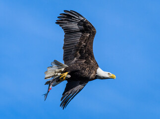 Bald Eagle with Fish