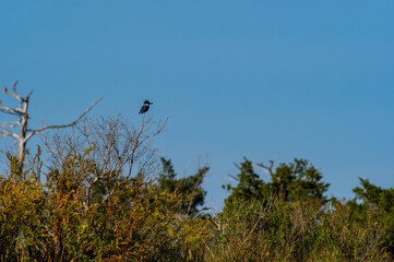 Belted Kingfisher on Tree
