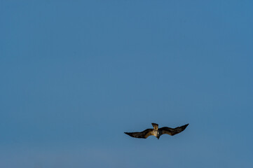 Osprey Dive