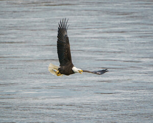 Bald Eagle with Fish