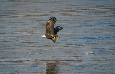 Bald Eagle with Fish