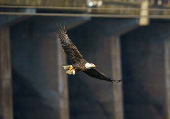 Bald Eagle with Fish