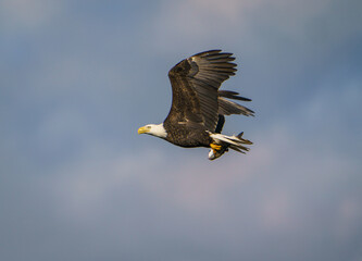 Bald Eagle with Fish