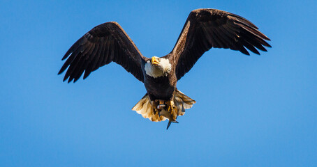 Obraz premium Bald Eagle with Fish