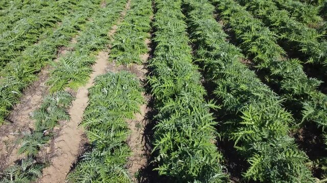 Aerial video of the artichoke field.