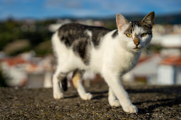 Ciekawski, młody kotek stojący na murku, w tle widok na miasto. - obrazy, fototapety, plakaty