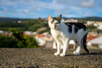 Ciekawski, młody kotek stojący na murku, w tle widok na miasto.