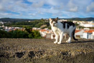 Ciekawski, młody kotek stojący na murku, w tle widok na miasto. - obrazy, fototapety, plakaty
