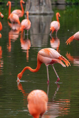FLAMENCOS