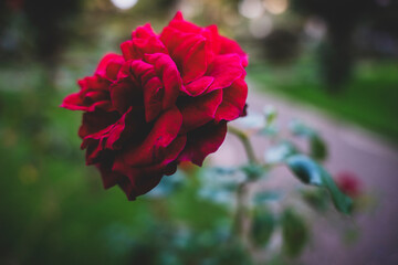 Izolowany kwiat czerwona róża, ujęcie makro. - obrazy, fototapety, plakaty