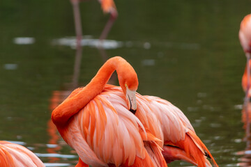 FLAMENCOS