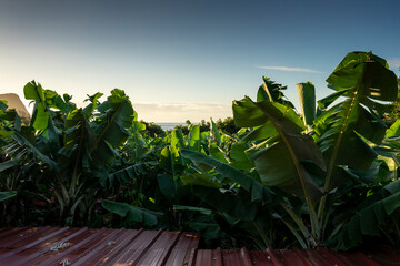Plantacja bananów na wyspie Terceira,  Azory.
