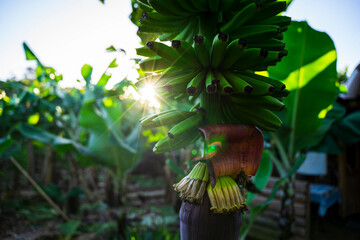 Zielone, niedojrzałe banany na drzewie w promieniach wschodzącego słońca. 