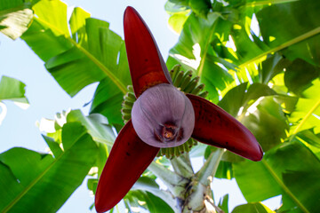 Czerwony kwiat drzewa bananowego, ujęcie z dołu.