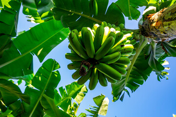 Fototapeta na wymiar Zielone, dojrzewające banany na drzewie ujęcie z dołu, piękny słoneczny dzień, niebieskie niebo.